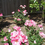 Annual Flowers