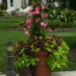 Annual Flowers