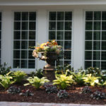 Annual Flowers