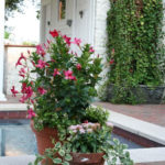 Annual Flowers