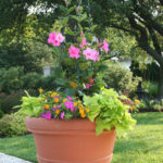 Annual Flowers